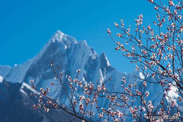 林芝桃花節(jié)是什么時間